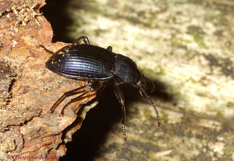 Enoplopus dentipes  e Helops sp.